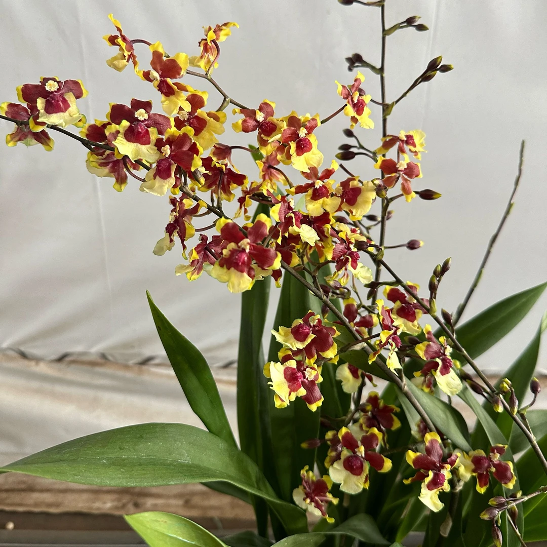 【花蝴蝶文心兰新品种】带花苞好养活花期长阳台庭院推荐多年易复花