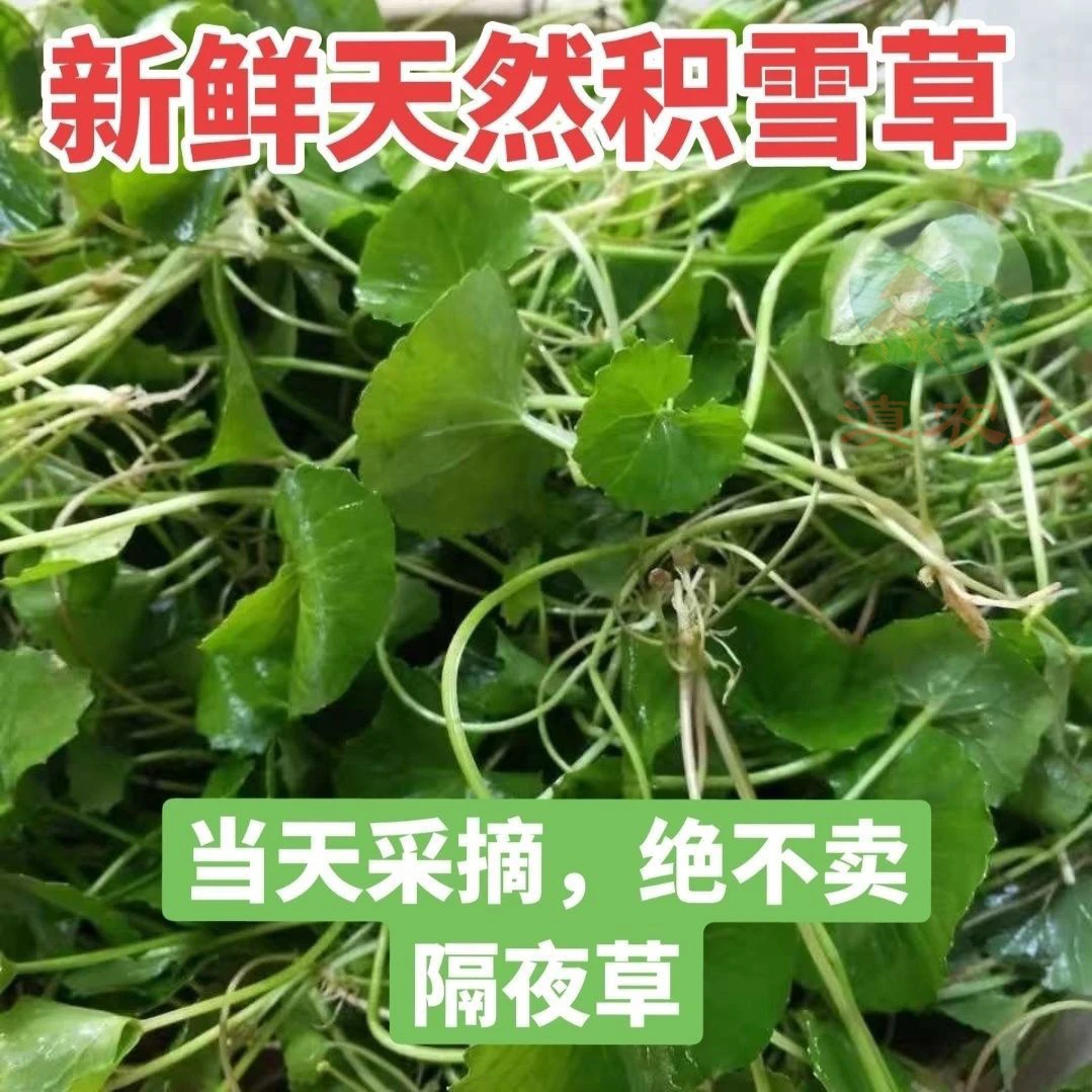 云南四季雷公根新鲜积雪草野生雷公根野菜崩大碗中药材现摘5斤