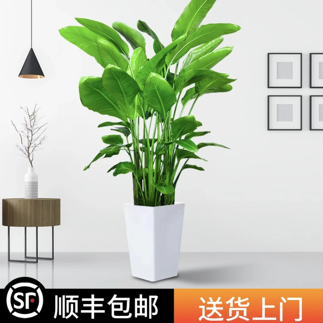 【网红天堂鸟】9苗天堂鸟精选室内好养叶片自然开裂介意慎拍