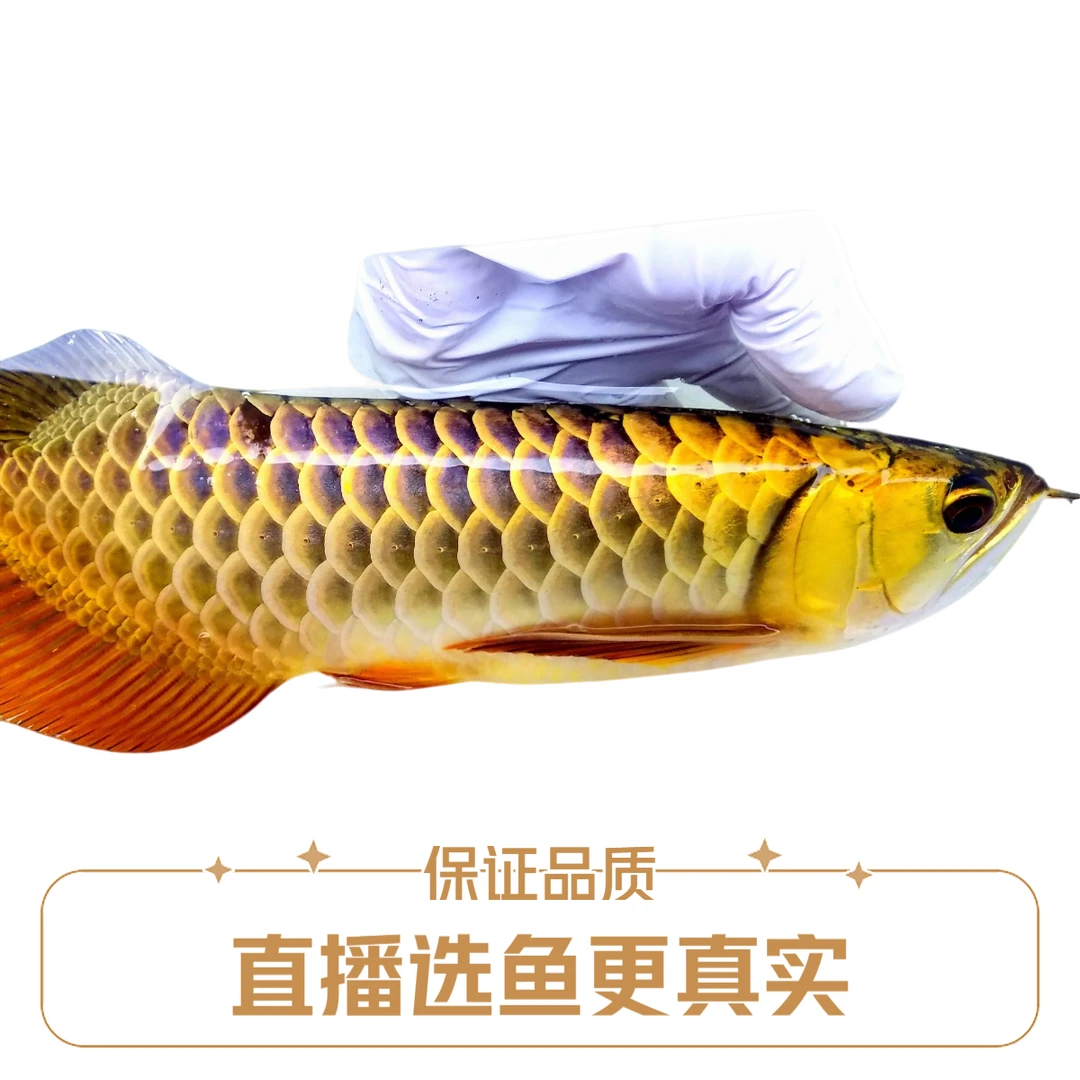 古典过背金龙鱼活体观赏鱼饲养热带鱼观赏鱼