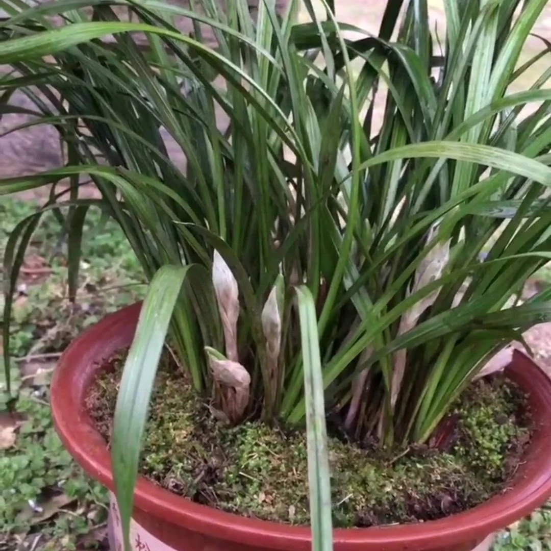 浓香型蕙兰 清香型春兰 好种易活 一物一拍新鲜开花种植