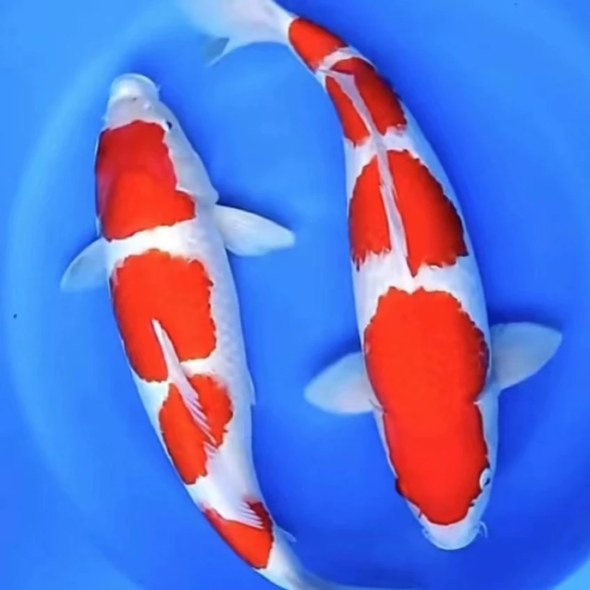 华夏观赏鱼，锦鲤甄选