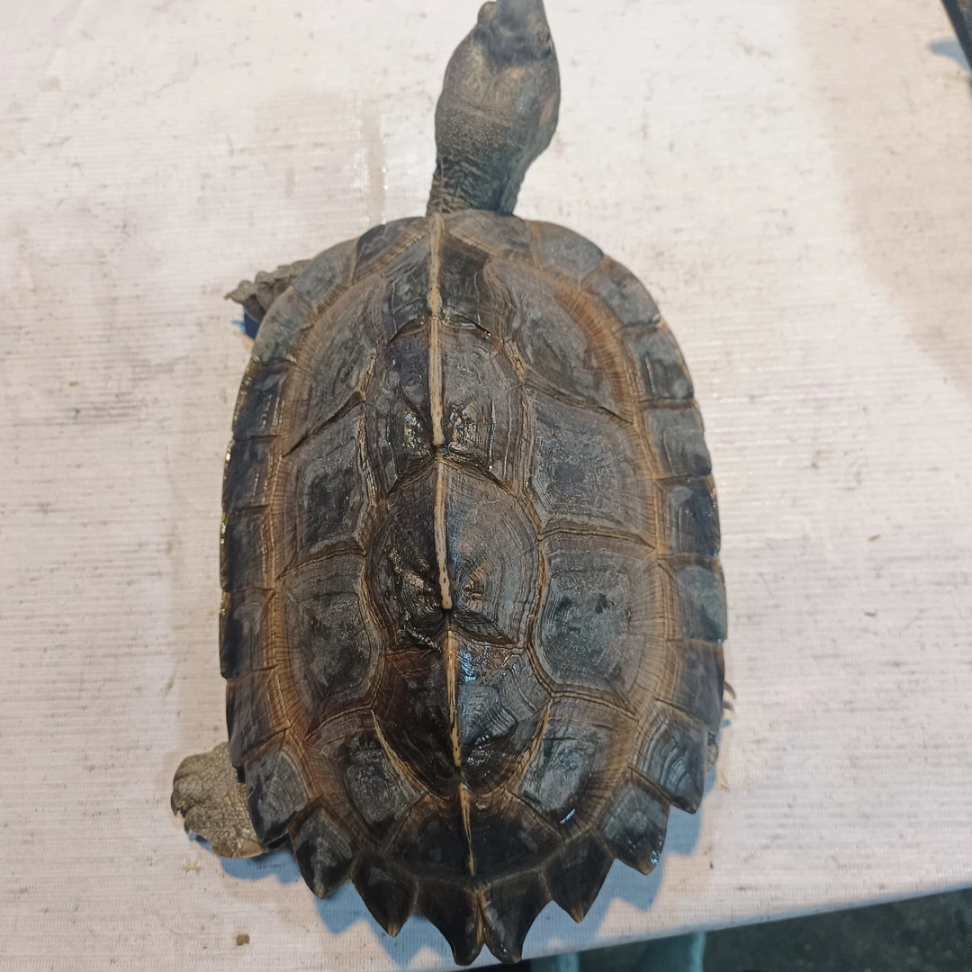 直播福利人工养殖亚巨龟3斤一6斤