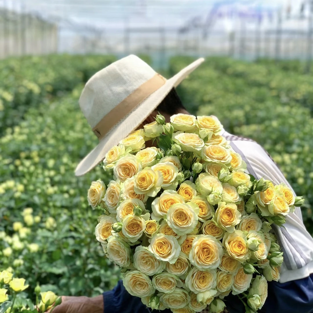 【花植语】稀有小众多头玫瑰丨A级品牌基地玫瑰云南昆明基地直发
