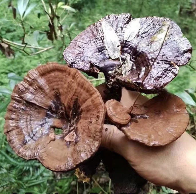 德庆高山野生灵枝可炖土鸡可打粉可炖汤可泡水