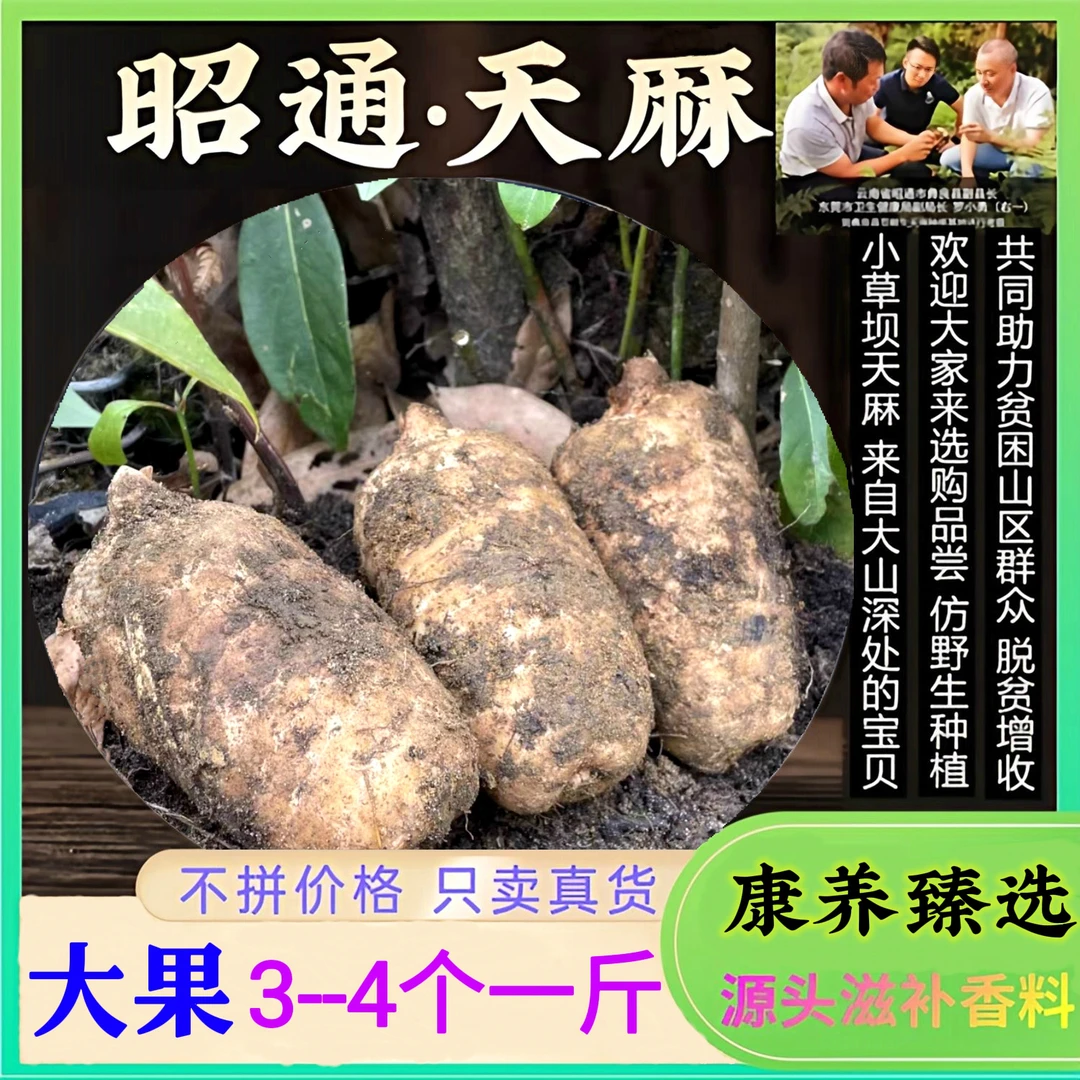 正宗昭通小草坝新鲜乌芋3年半生长含量高营养且滋补非土豆
