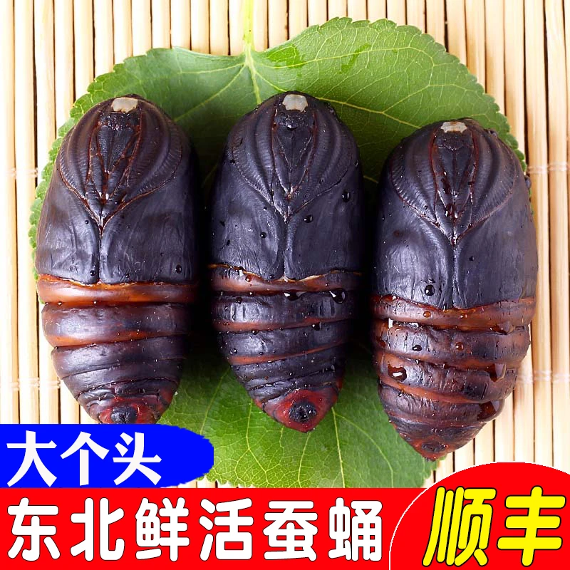 东北特产新鲜茧蛹营养美味大黑蚕蛹大黄茧蛹鲜活烹饪健康甄选500g