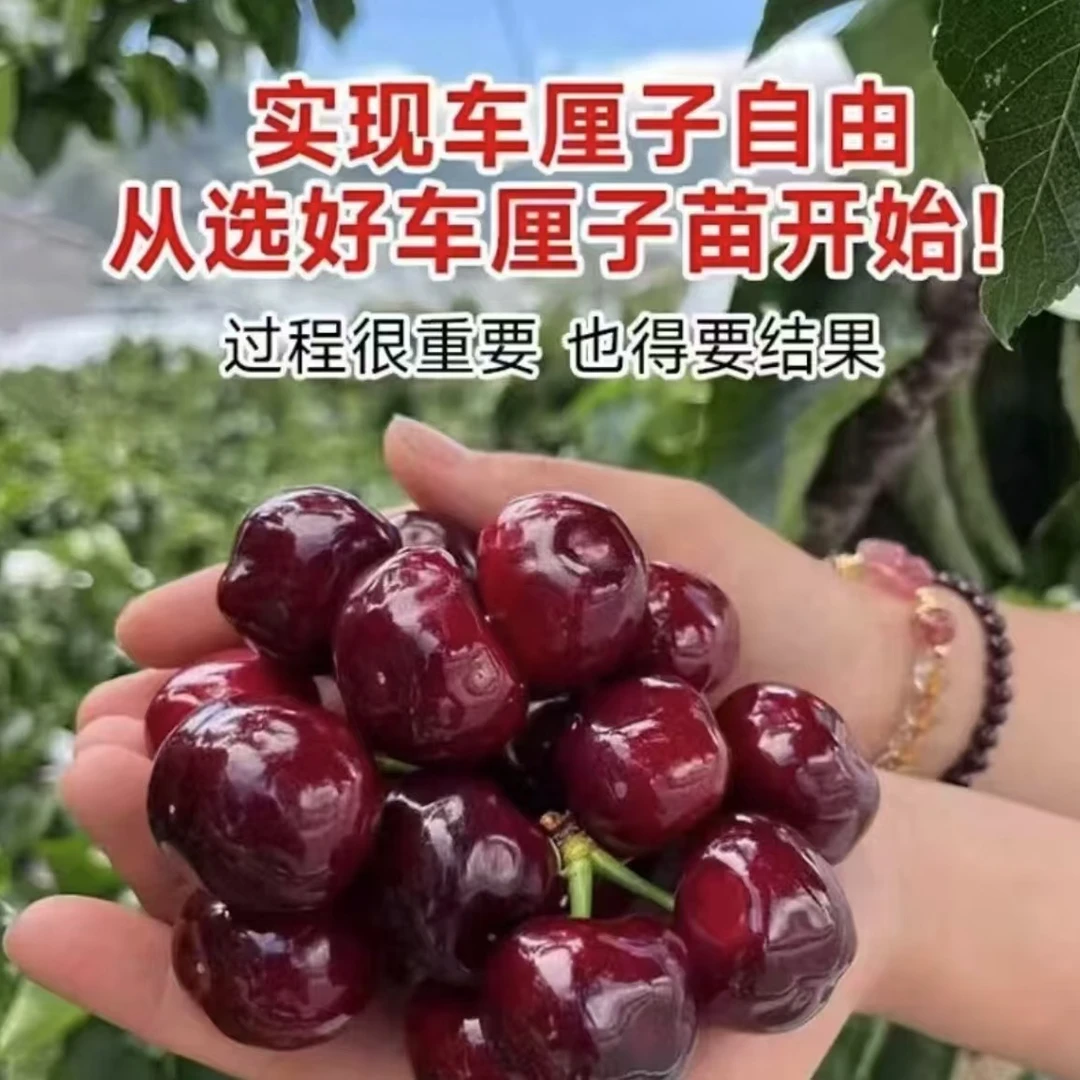 车厘子树苗大樱桃树苖盆栽矮化南方北方种植樱桃树苗带土樱桃苗树