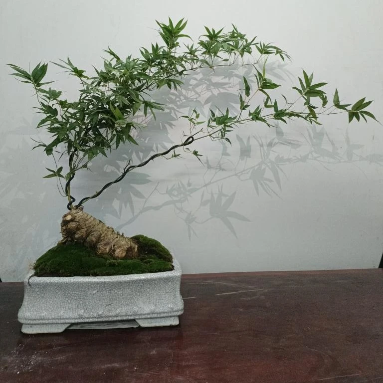 网红植物勒竹盆景