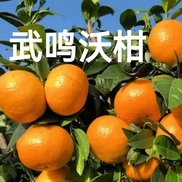 武鸣正宗沃柑老树果现摘现发新鲜当季水果