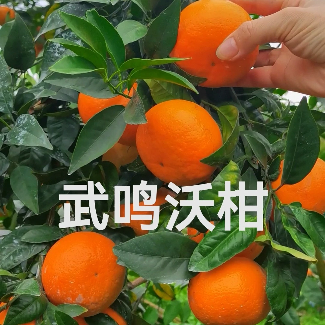 广西武鸣沃柑现摘现发当季新鲜水果柑橘