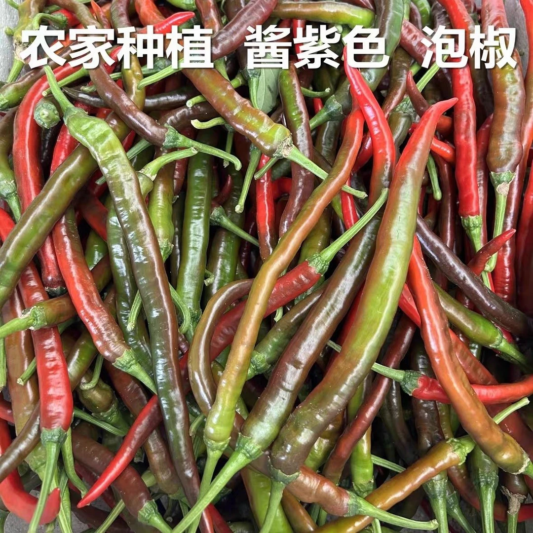 湖南农家露天种植新鲜乌红紫辣椒做泡椒酸辣椒