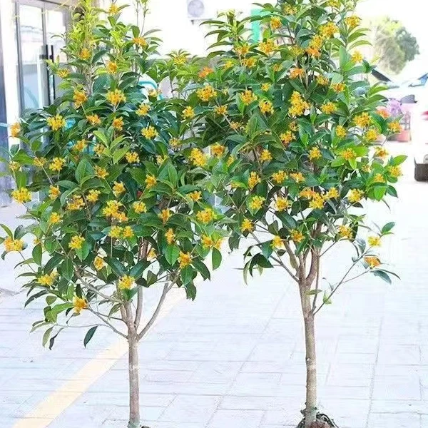 大型桂花树苗原生金桂丹桂庭院别墅地栽浓香型植物耐寒四季桂绿化