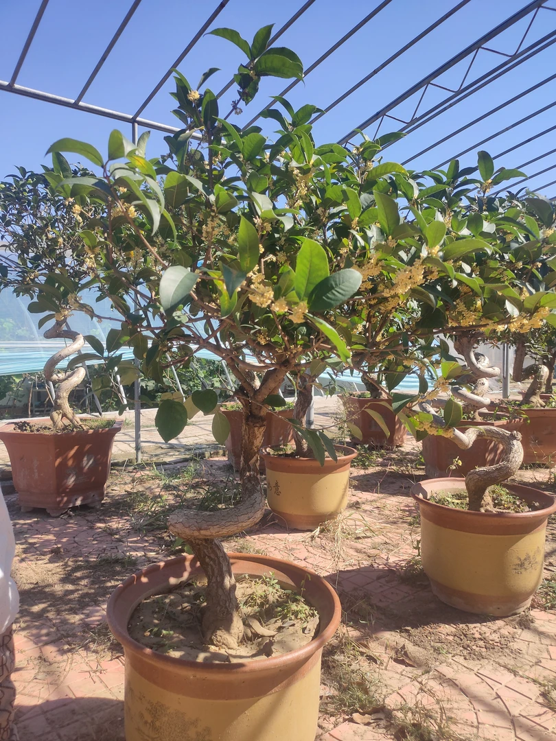 室内室外皆可摆放的创意桂花黄杨金玉满堂盆景绿植盆栽造型