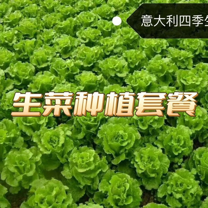 生菜种植套餐生菜专用散心药给生菜塑型防包心防扭心防病治病
