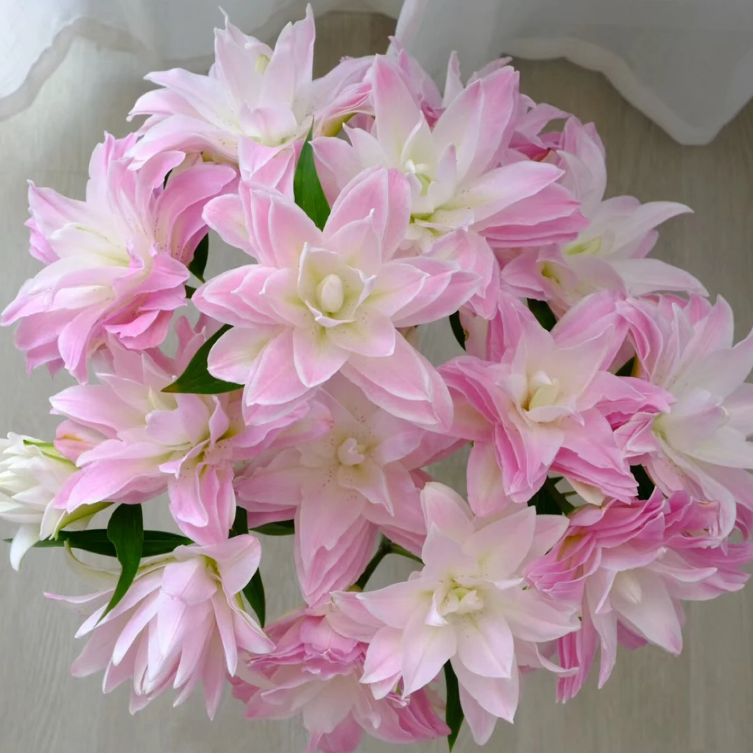 【莲花皇后】14/16进口重瓣百合种