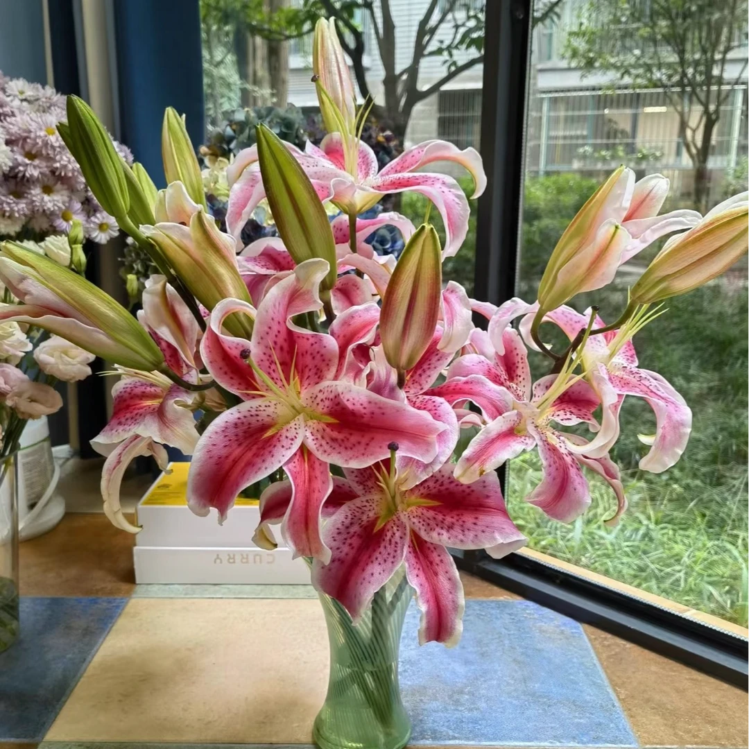 【玛丽】14/16进口单瓣百合种