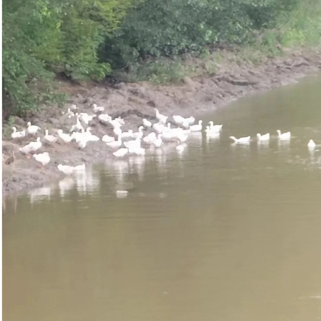 苏北农村散养200多天大白鹅毛重8斤左右净重5.5斤-6斤整只