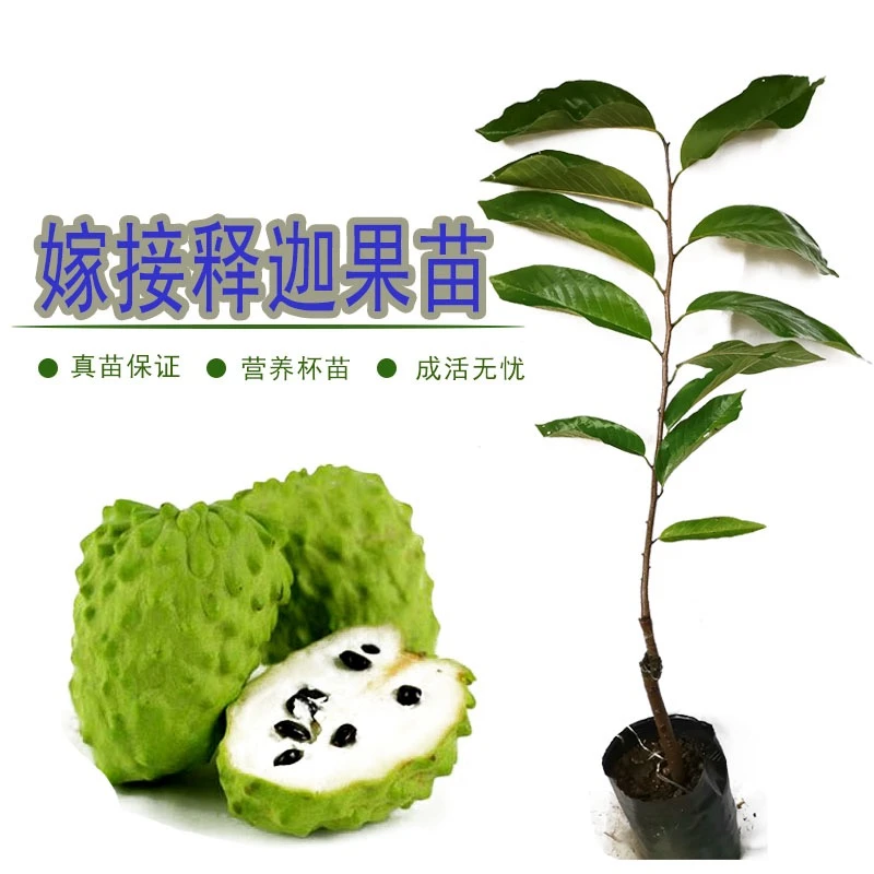 台湾果苗番荔枝苗释迦果苗番荔枝树苗佛头果释迦果树苗凤梨释迦果