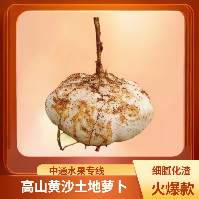 ||中通专线|| 贵州安顺镇宁高山黄沙土偏坡地种值地萝卜（凉薯）
