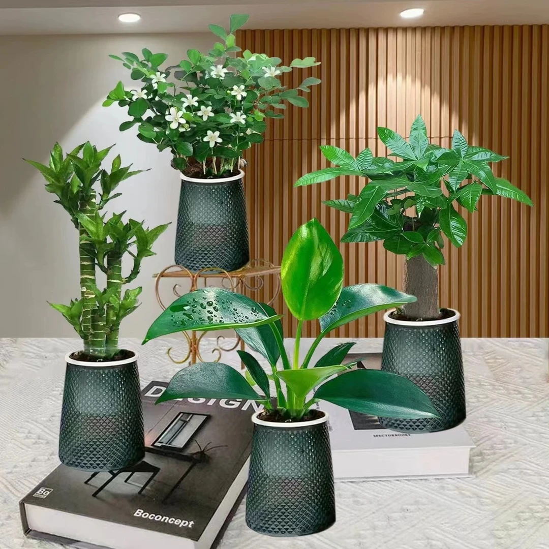 【买三送一】灰透塑胶盆九里香金钻富贵竹发财树绿植物桌面长期养护