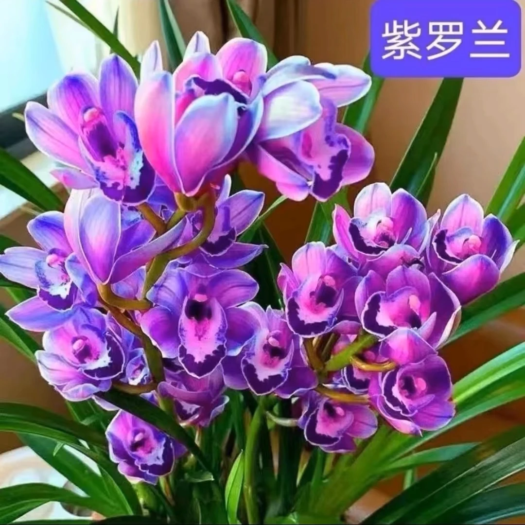 （紫罗兰）紫气东来开花超级香蕙兰室内室外好养花卉绿植兰花盆栽