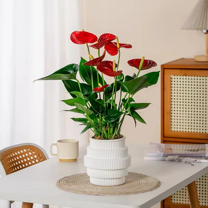 网红花盆绿植红掌室内盆栽水培一帆风顺桌面绿化摆件净化空气花卉