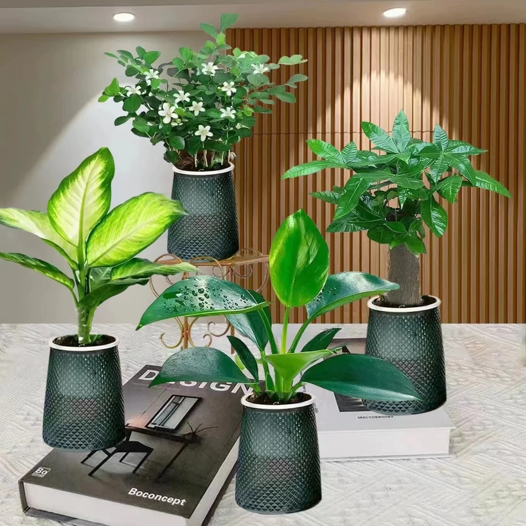 【买三送一】灰透塑胶盆九里香金钻玛丽安发财树绿植物桌面长期养护
