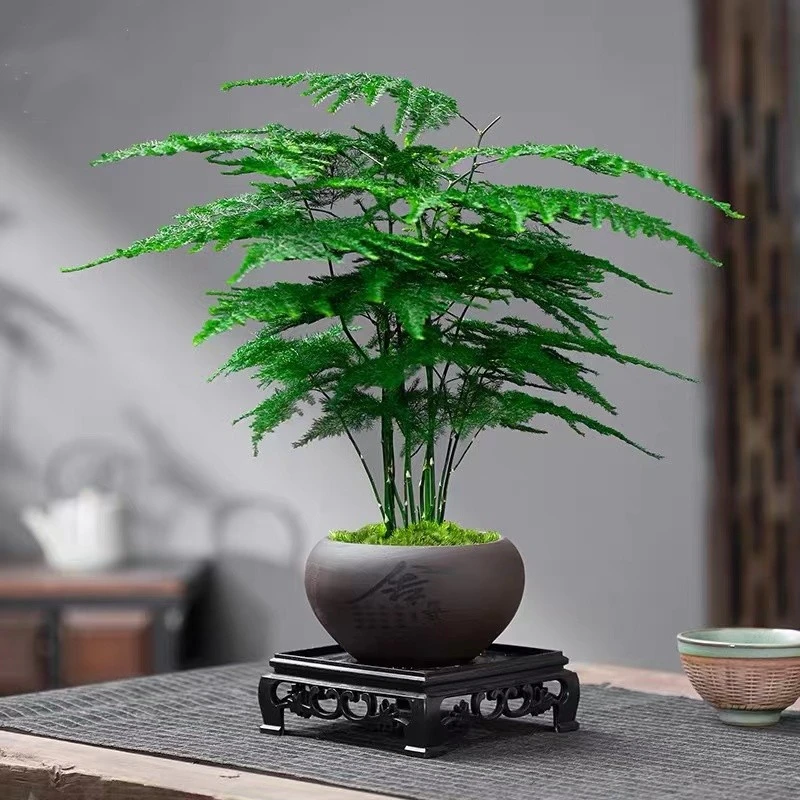 文竹盆栽植物室内花卉盆景客厅办公室桌面小绿植好养云竹四季zj