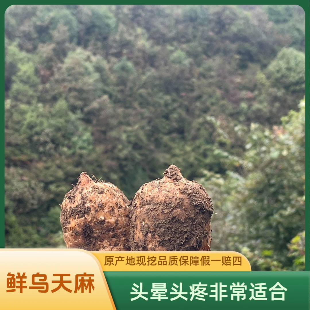 天麻 正宗云南小草坝仿野生高山乌天麻、品质保障假一赔四顺丰包邮