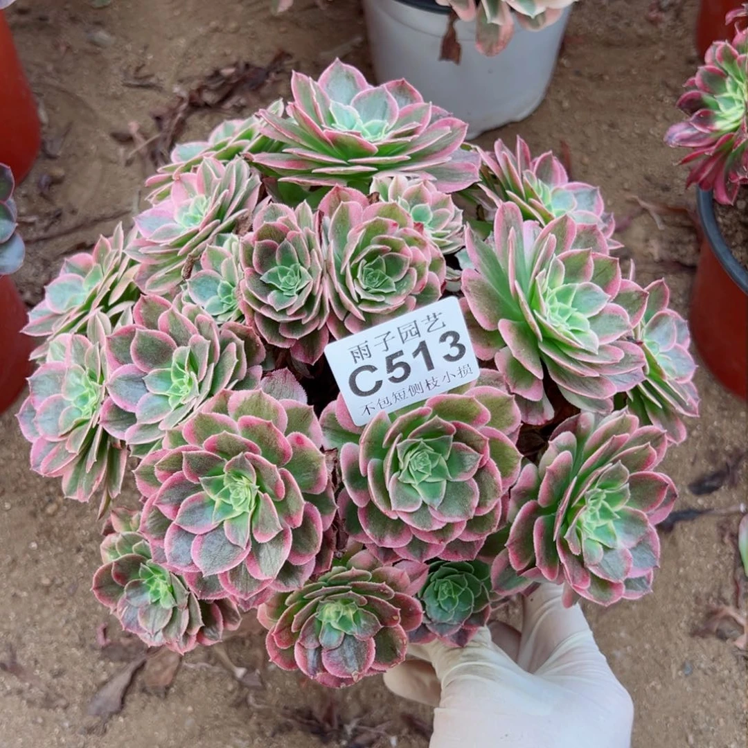 513海王雨子多肉法师