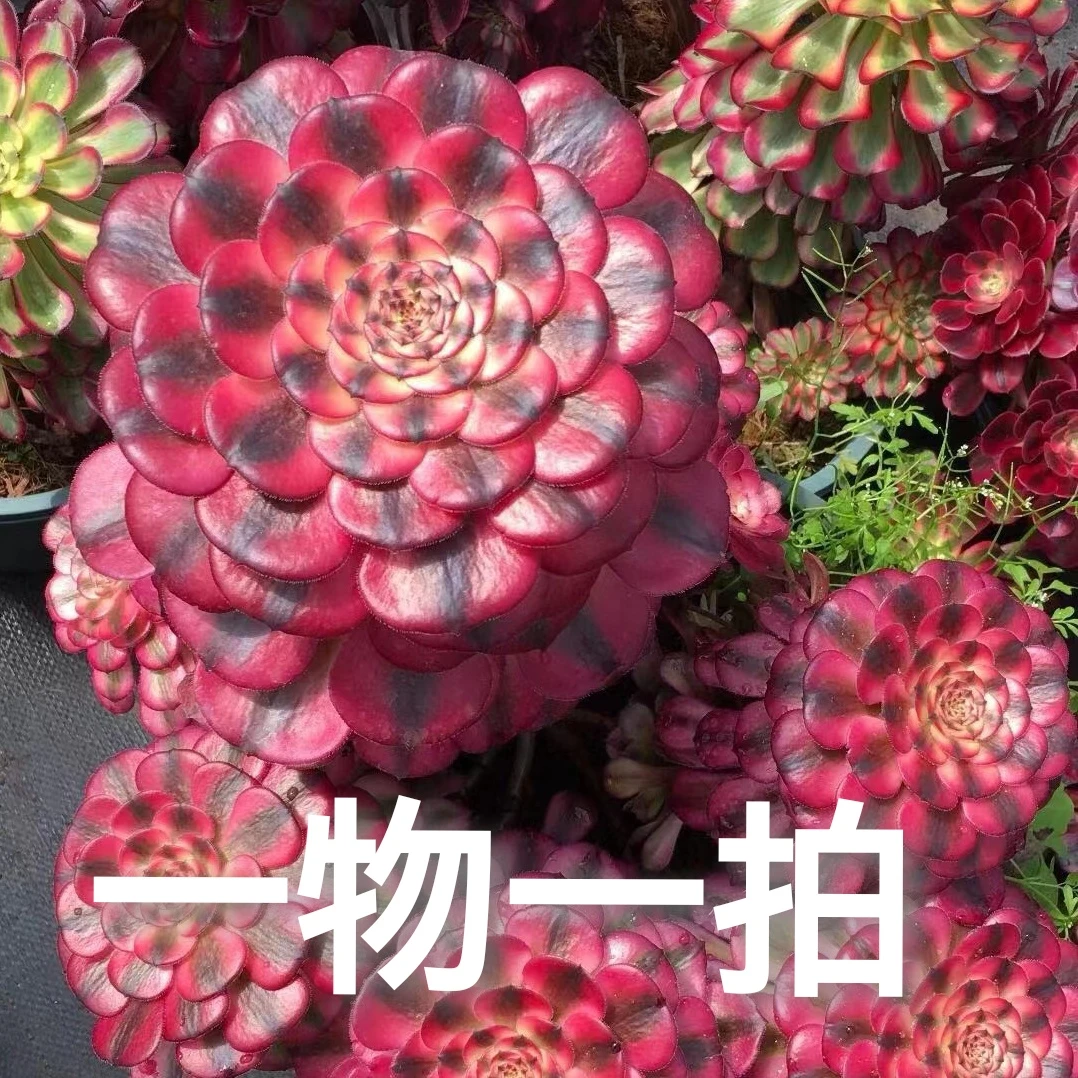 洋仔多肉一物一拍莲花掌法师锦