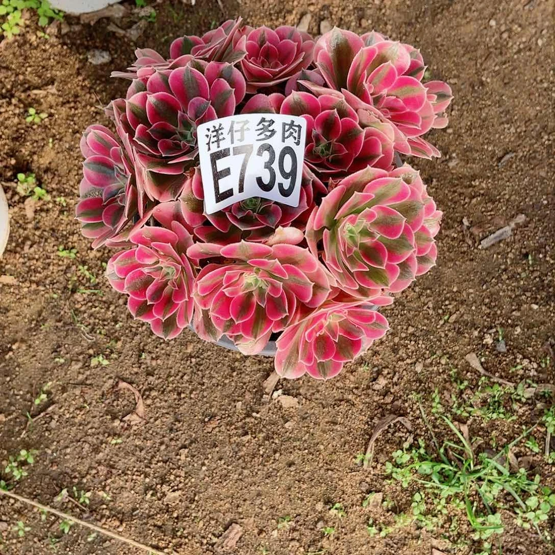 739粉女法师2号直播间