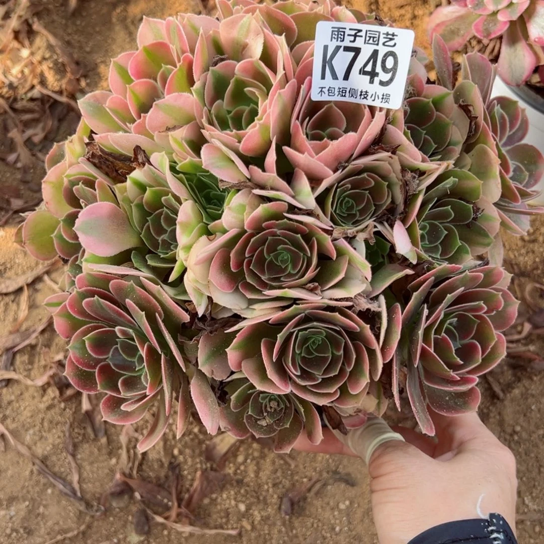 749雨子法师多肉当年桩香妃