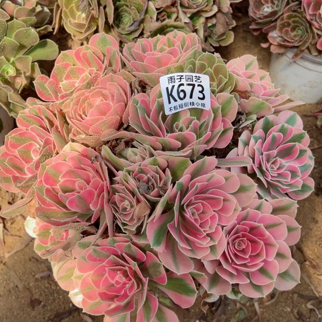 673雨子法师多肉当年桩女巫粉