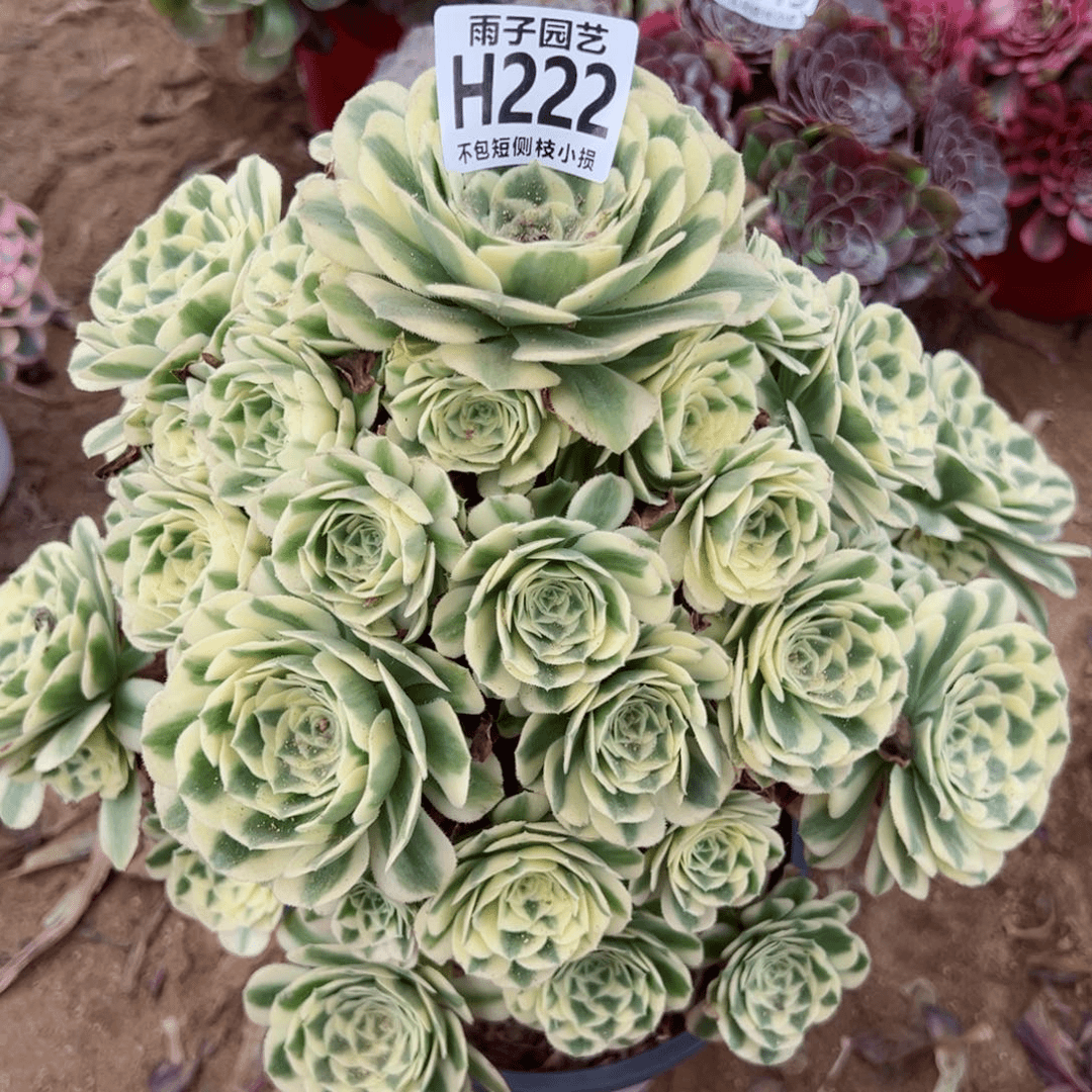 222迈巴赫雨子法师多肉迈巴赫