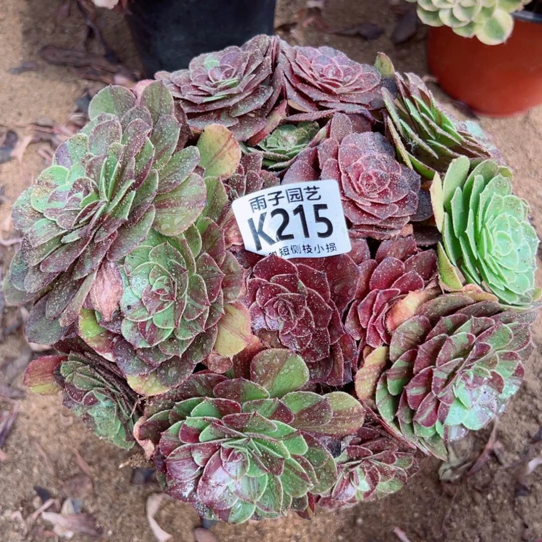 215雨子法师多肉当年桩花夜叶