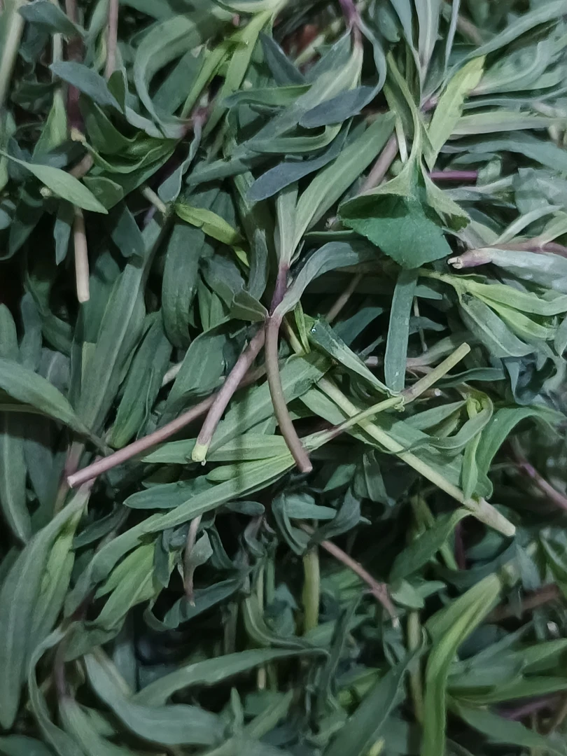 纯绿色山马扎野菜，包菜饼子决了，3斤包邮。