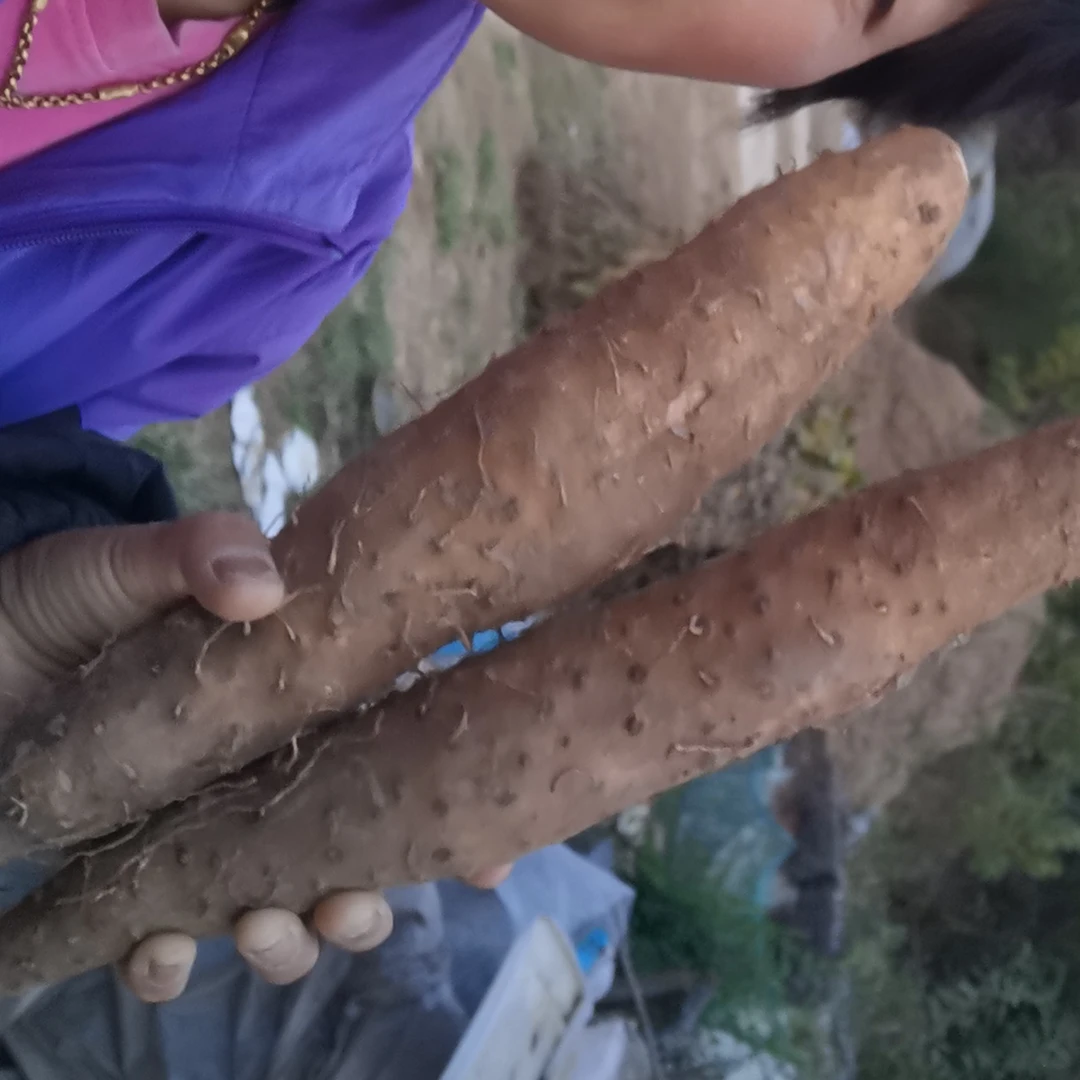农村自己家山药，蒸吃煲汤绝绝子，5斤36，回头客刚刚的。