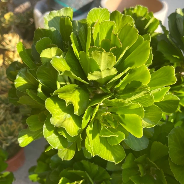 香香家扇贝信麒麟网红常青绿夏种沙漠多肉植物散群盆栽造景老桩