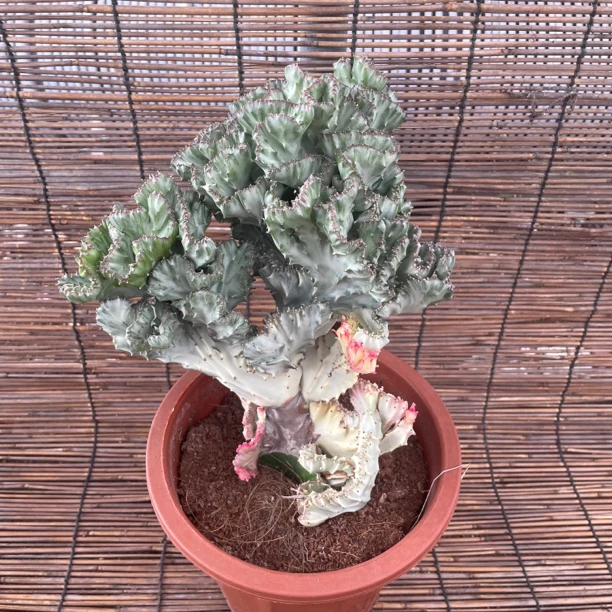 香香家彩春峰多色鲜艳麒麟掌龙骨多色百搭仙人掌夏季好养盆栽绿植