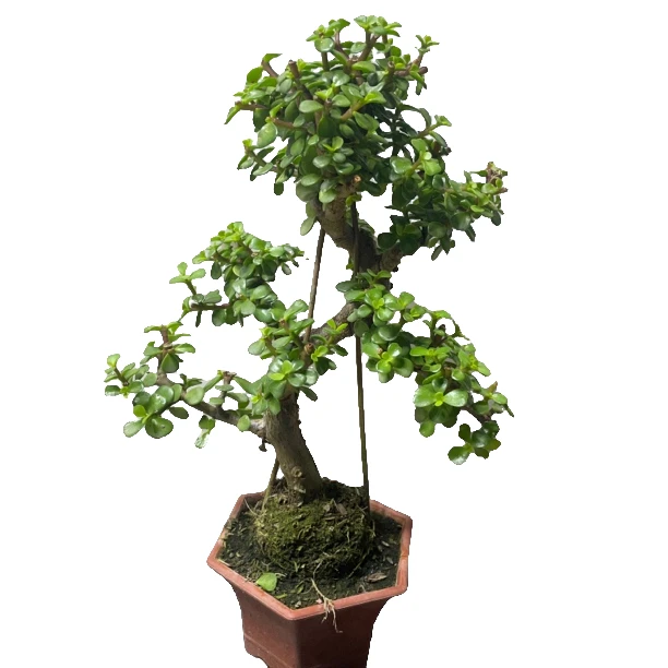 香香多肉园艺金枝玉叶雅乐之舞锦S造型多肉之舞室内外喜盆栽懒人