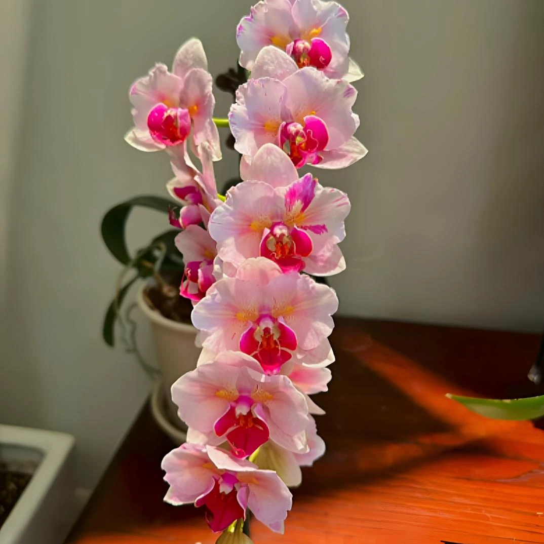 【樱花公主变异】无花剑 不带花