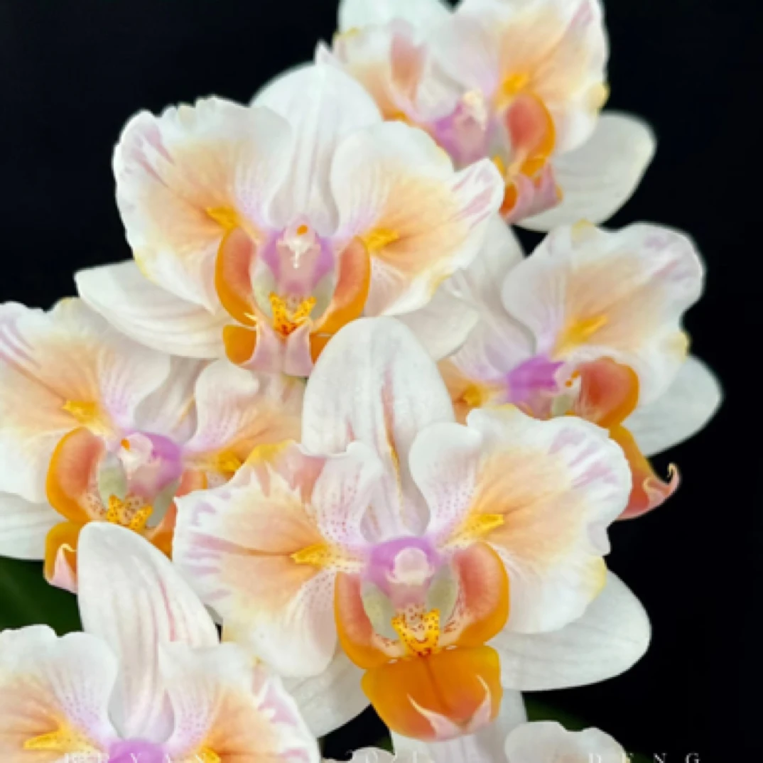 【豆蔻蕾丝两眼变异】无花剑 不带花