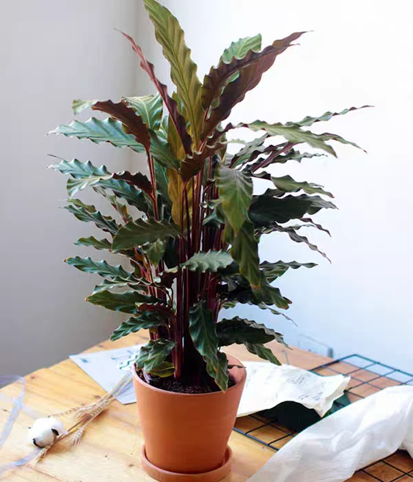 紫背波浪竹芋盆栽植物室内客厅四季净化空气观叶耐阴好养绿植花卉