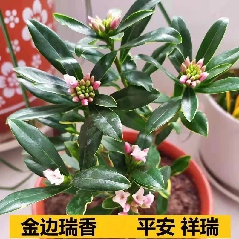 金边瑞香盆栽净化空气去甲醛芳香绿植室内外植物耐寒好养香气尺寸