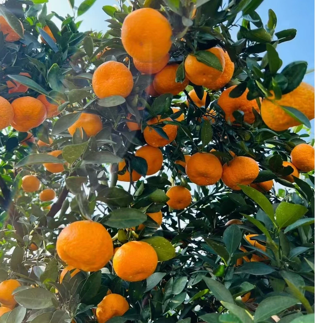 千岛湖蜜橘新鲜采摘 无籽皮薄清甜多汁5斤礼盒装