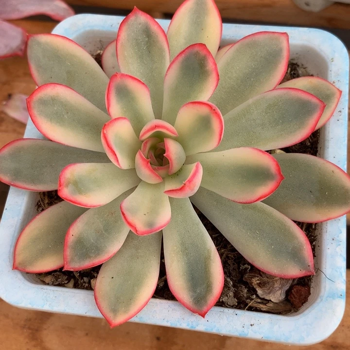 雨燕座锦头盖锦上园艺一物一拍