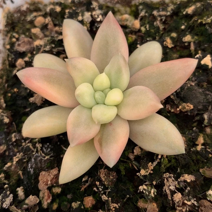 大*红蜻蜓锦锦上园艺一物一拍
