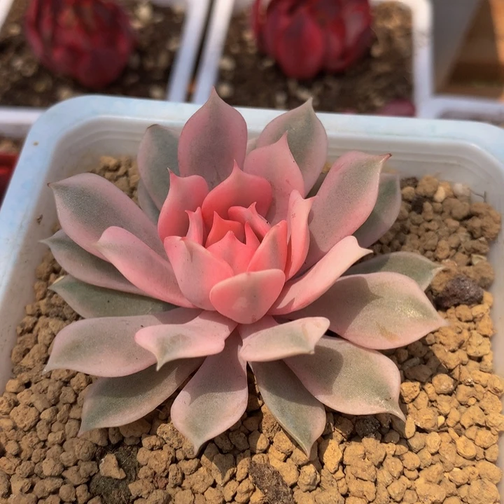 粉蝶锦锦上园艺一物一拍